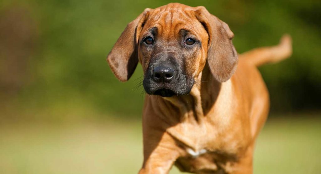 rhodesian ridgeback temperament