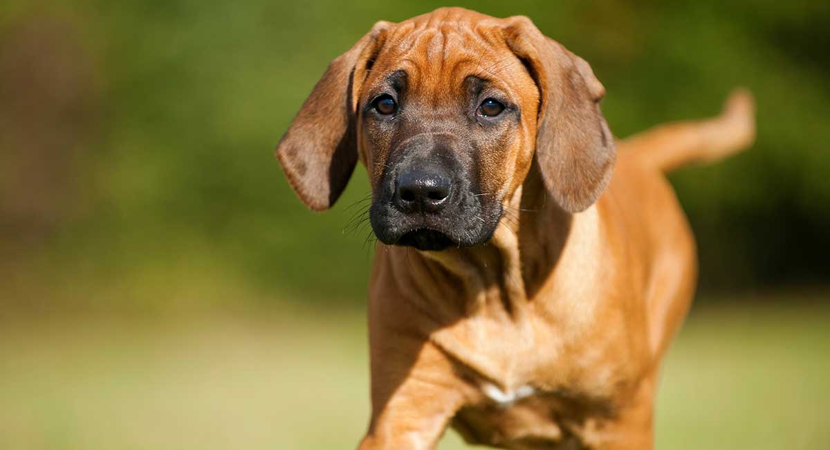 is the rhodesian ridgeback a good family dog