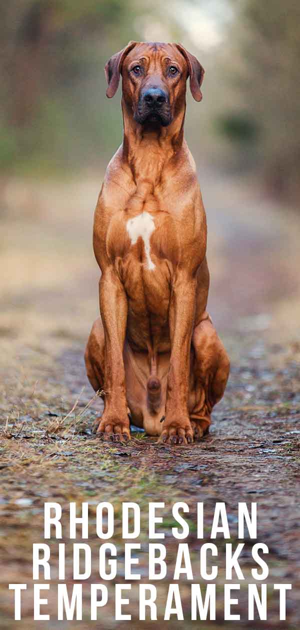 are rhodesian ridgebacks intelligent dogs