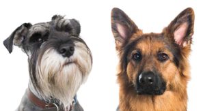 schnauzer german shepherd mix
