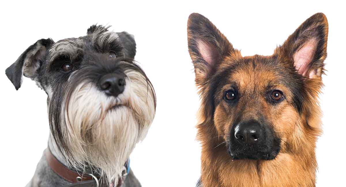 are schnauzer german shepherds the right dog for you