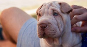 shar pei temperament