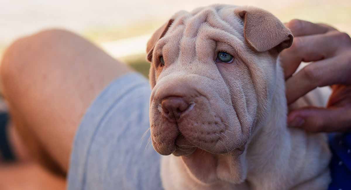 wrinkly shar pei