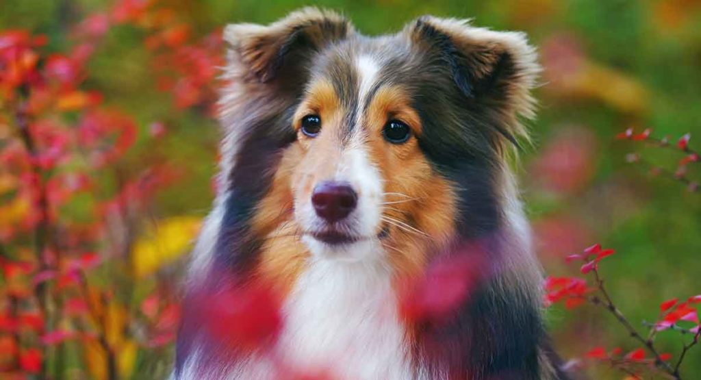 shelties are herding dogs