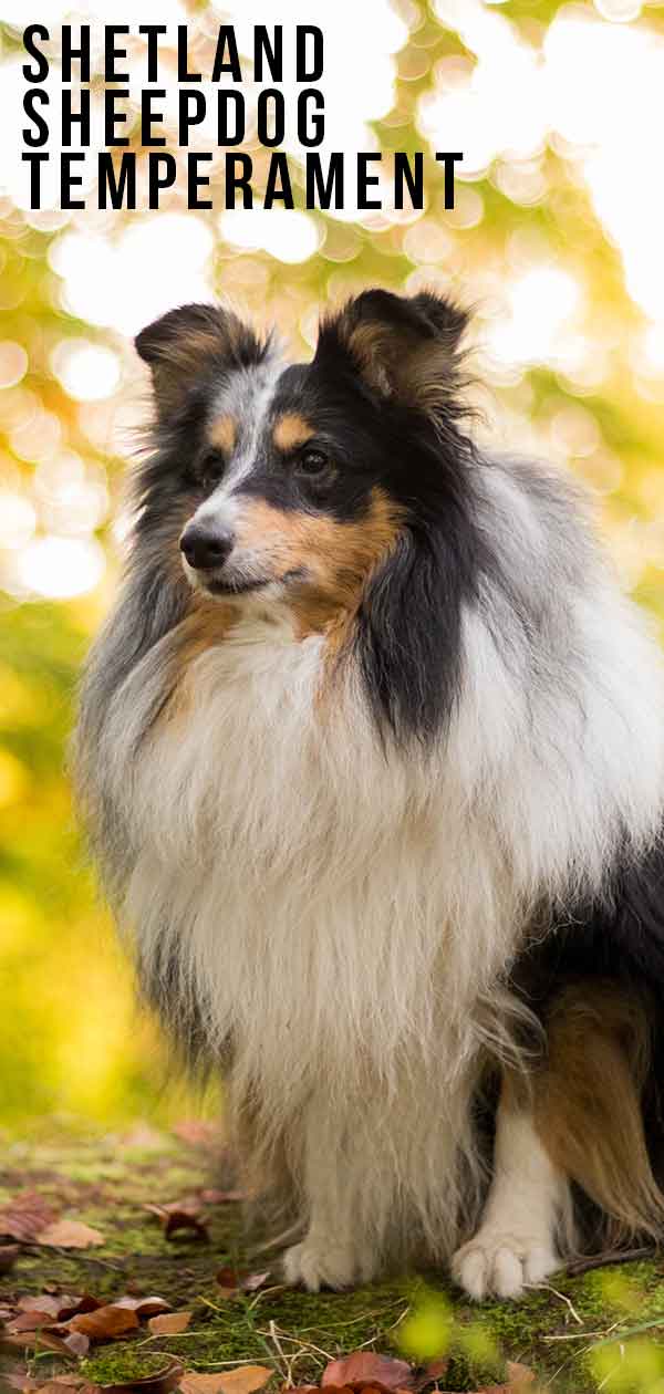 are shetland sheepdogs intelligent dogs