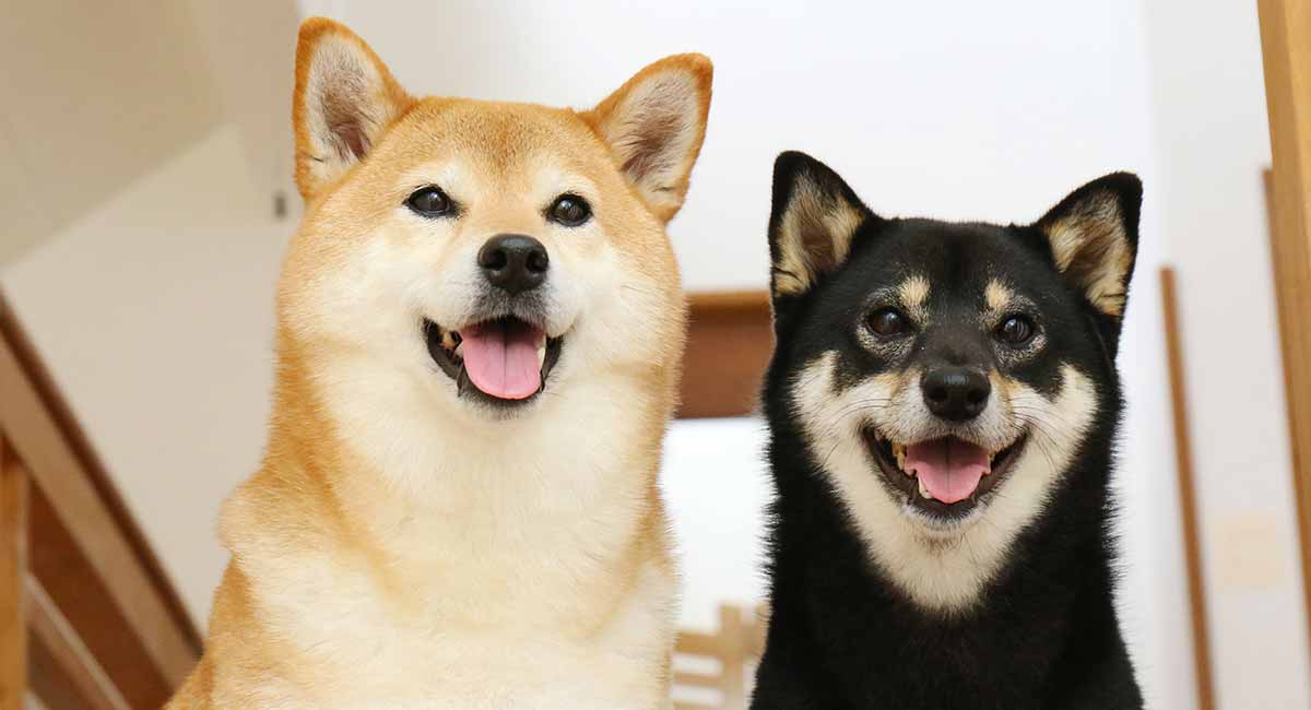 shiba inu puppy to adult