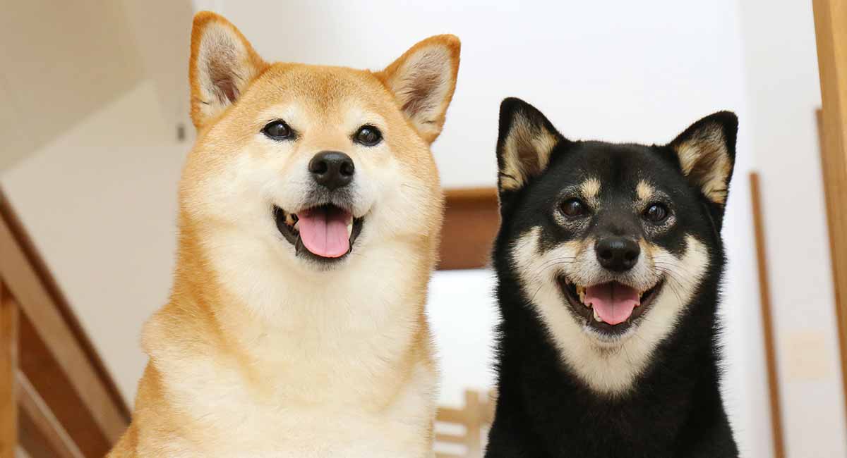 Shiba Inu Colors How Many Variations Are There 
