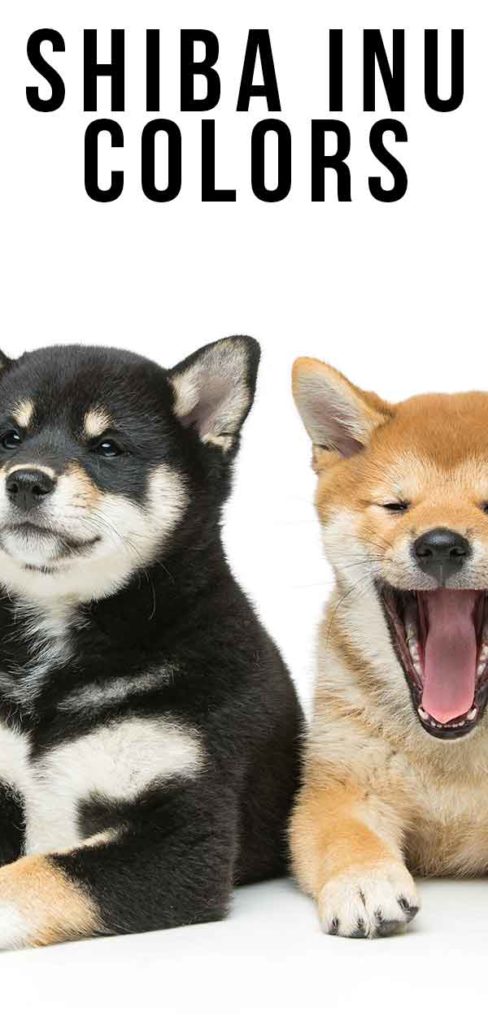 Shiba Inu Colors - How Many Variations Are There?