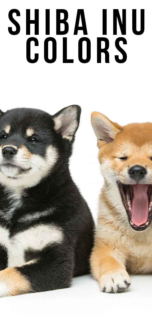 Farben des Shiba Inu