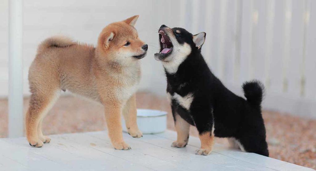 do shiba inu puppies change color