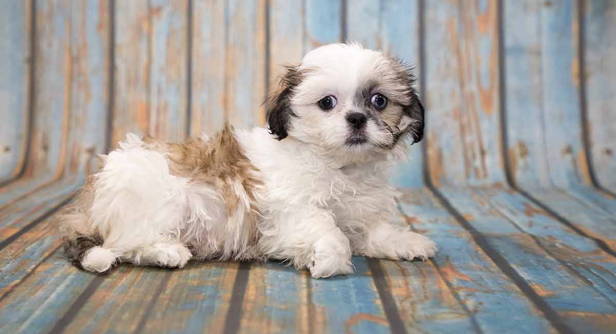 shih tzu dog breeds