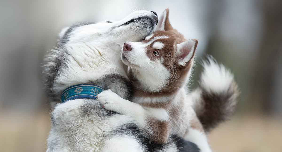 are huskys good with little dogs