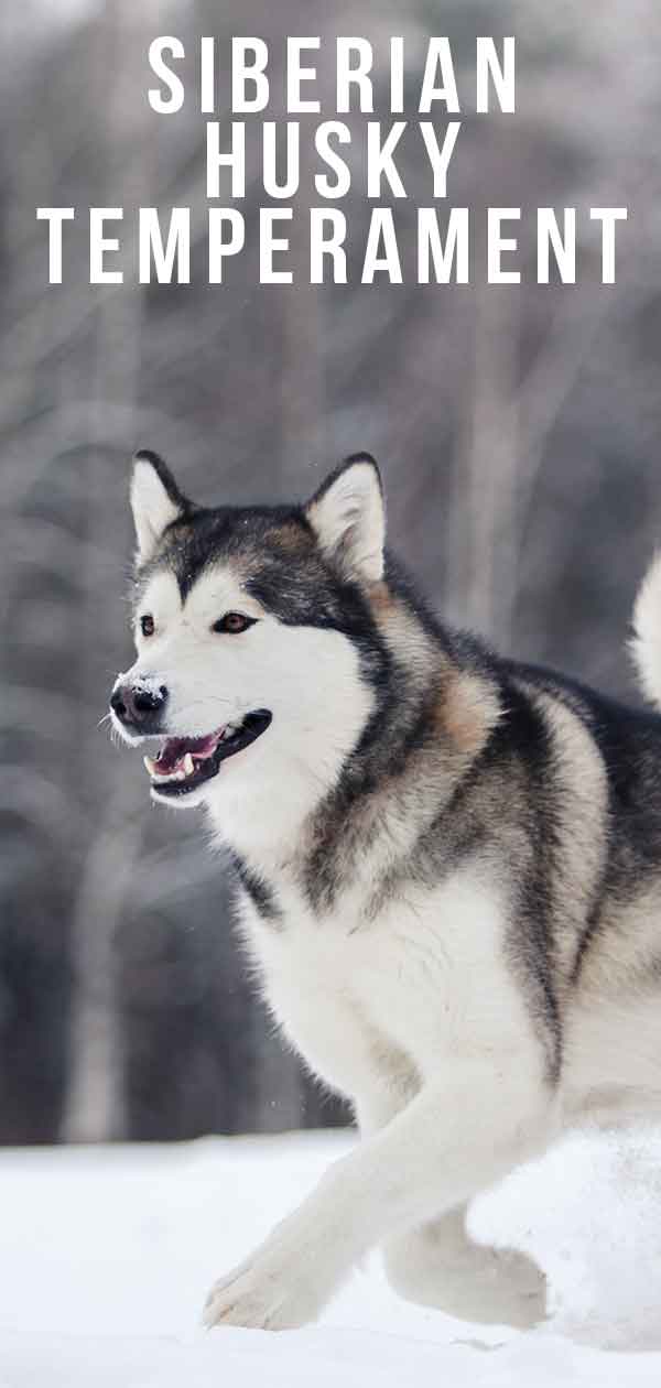 are people scared of huskies