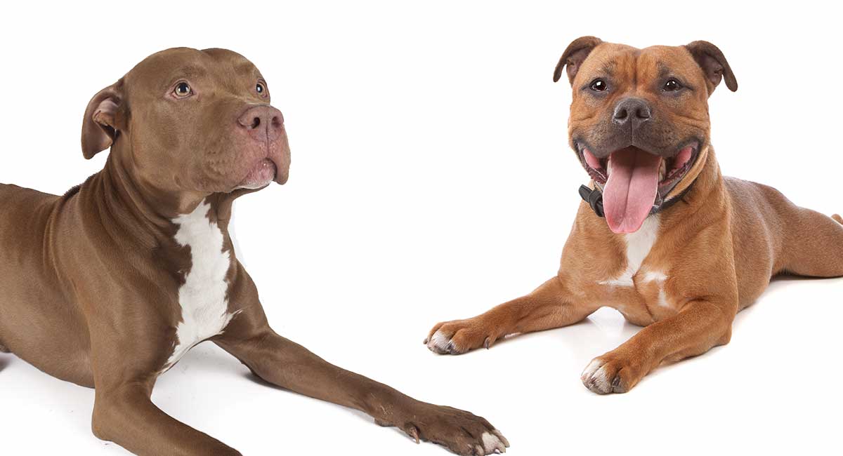 Staffordshire Bull Terrier Vs Pitbull