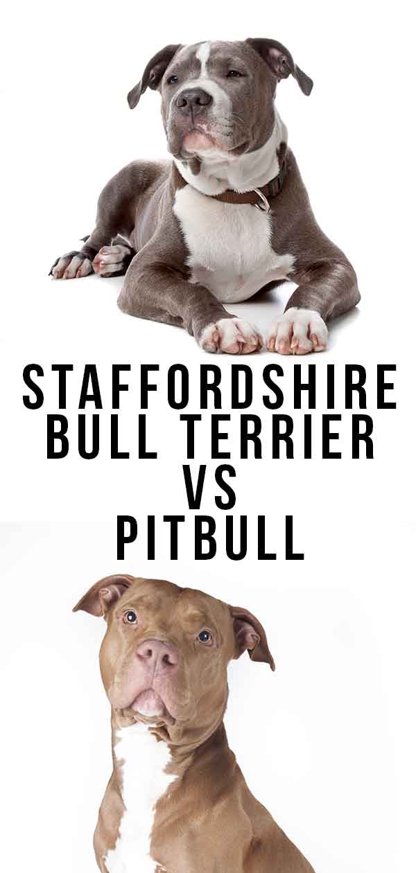 american pitbull terrier vs staffordshire terrier