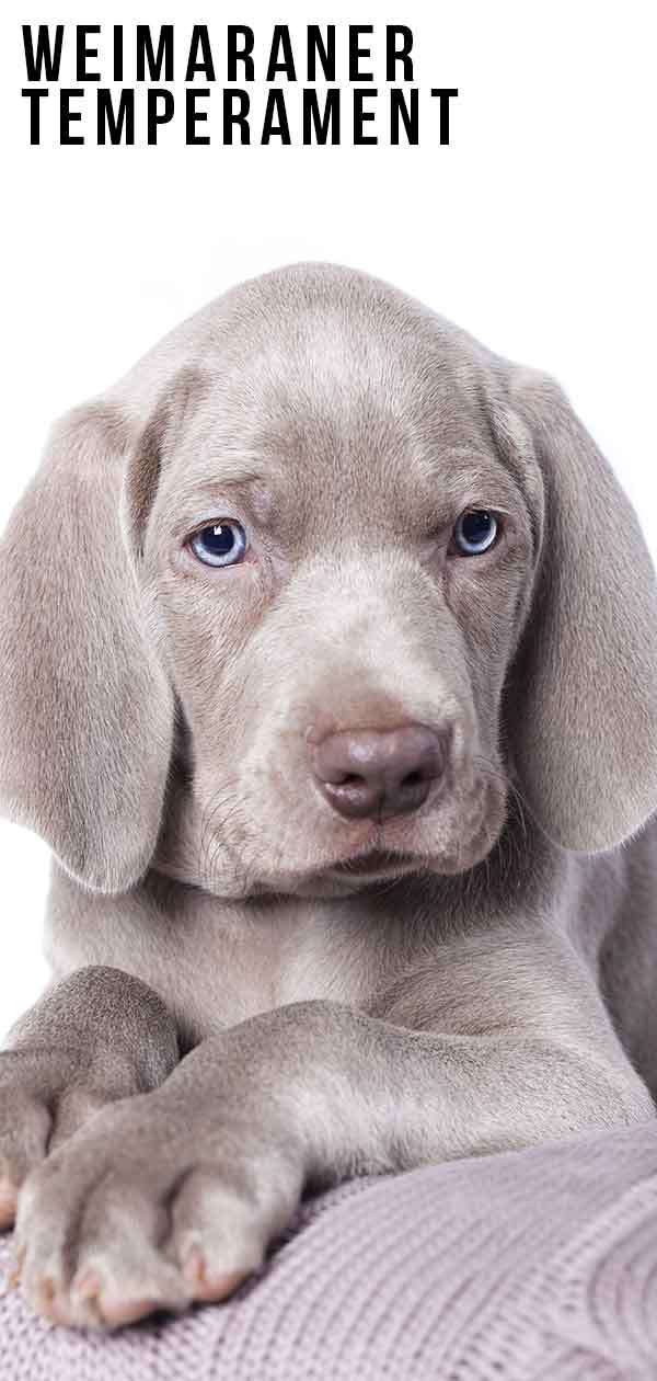 Weimaraner best sale dog price