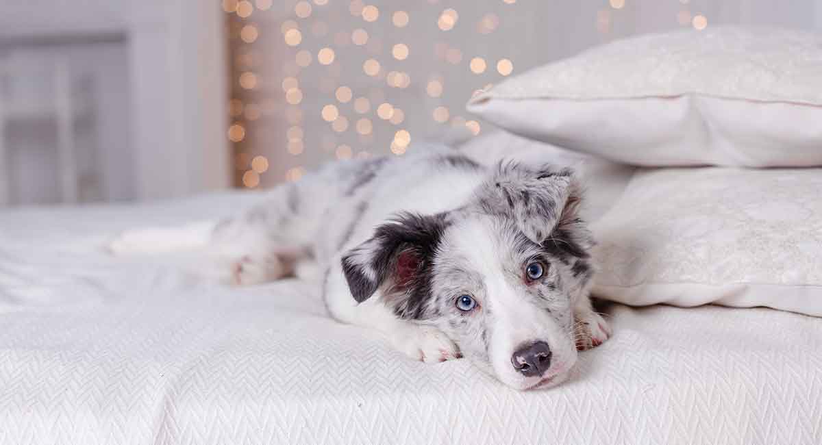 short haired australian shepherd