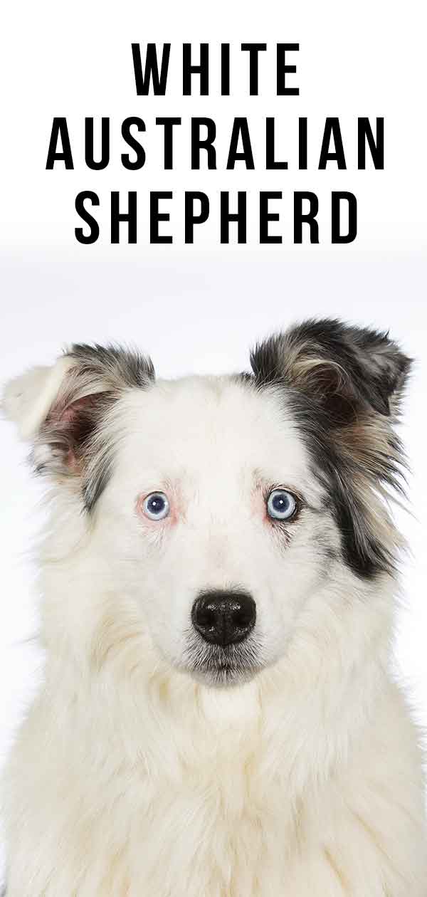 pattern white australian shepherd