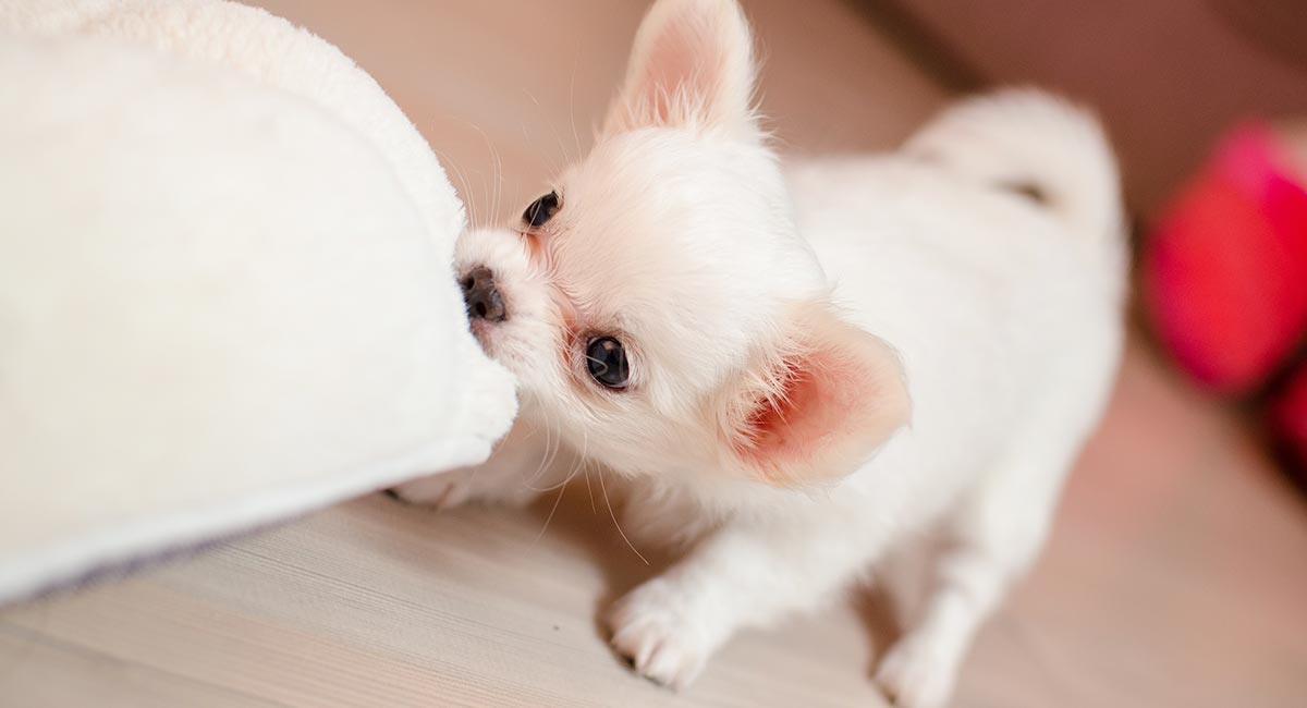 white chihuahua toy