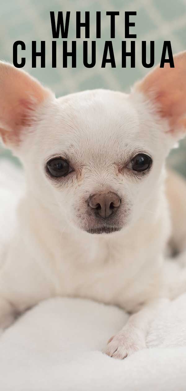 77+ White Fluffy Teacup Chihuahua