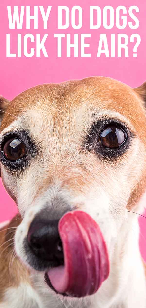 Why Do Dogs Lick The Air, and Why Does It Matter?