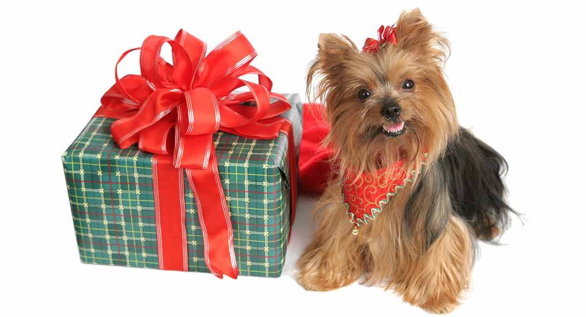 Yorkie Gifts - Top Presents For Yorkshire Terrier Lovers