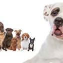 American Bulldog Mixes
