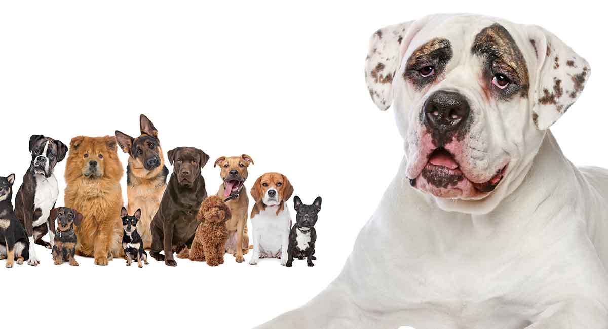 are american bulldogs hard to train