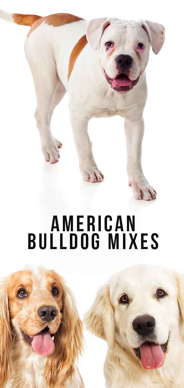 American Bulldog Mixes