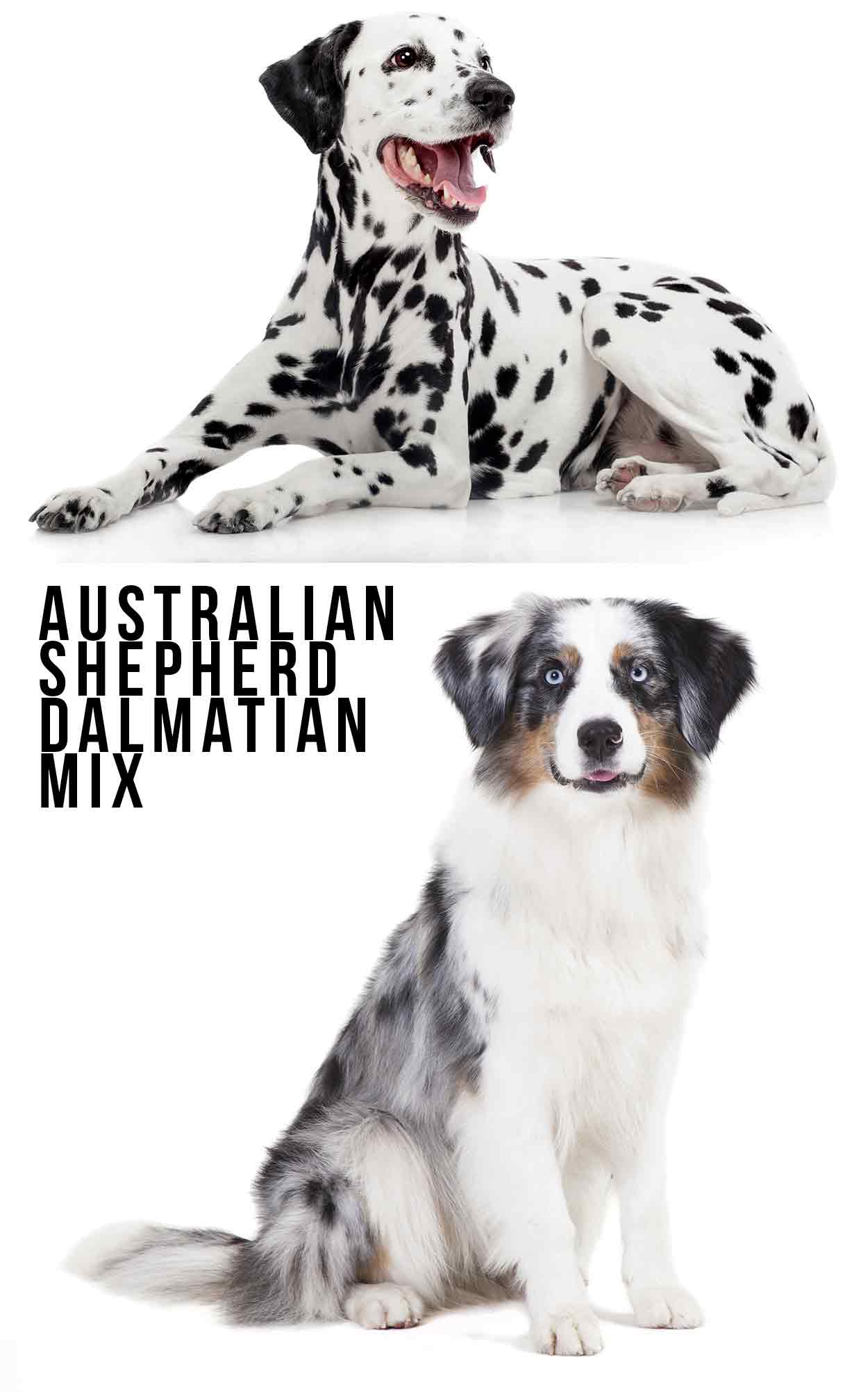 Aussie 2024 dalmation mix