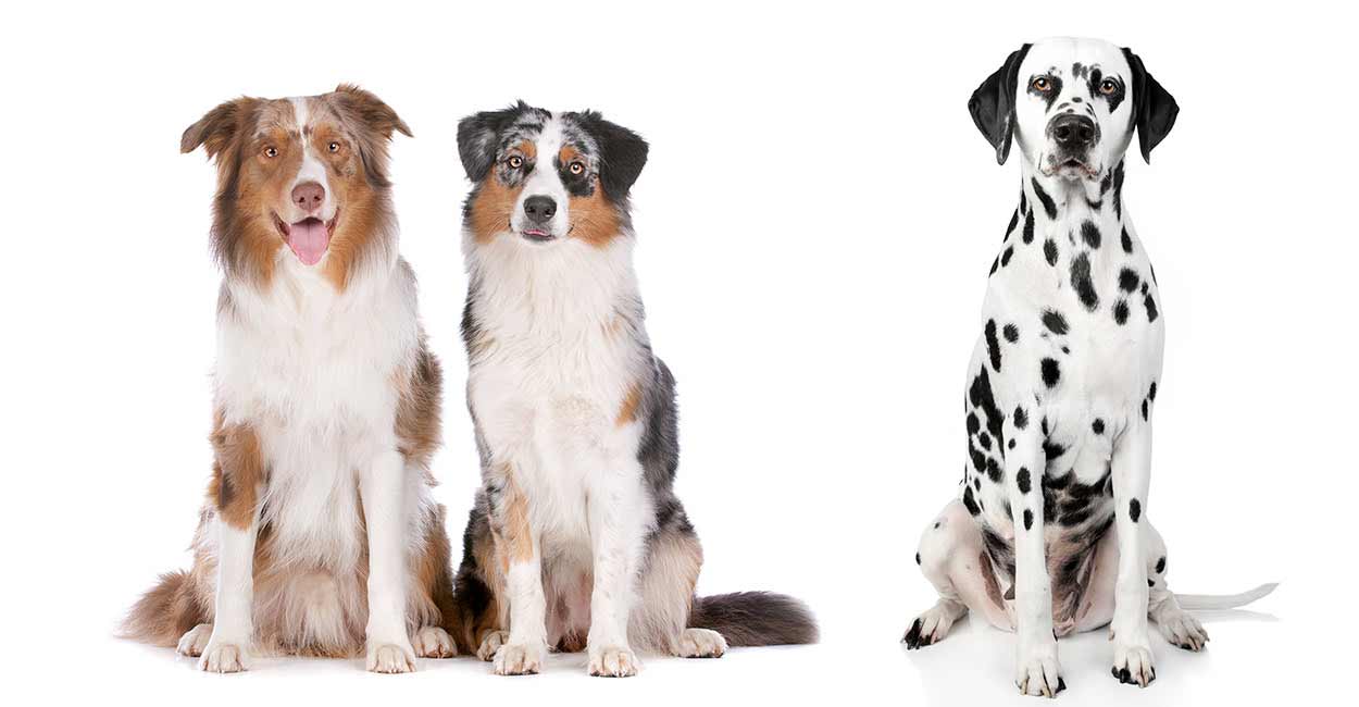 long haired dalmatian rescue