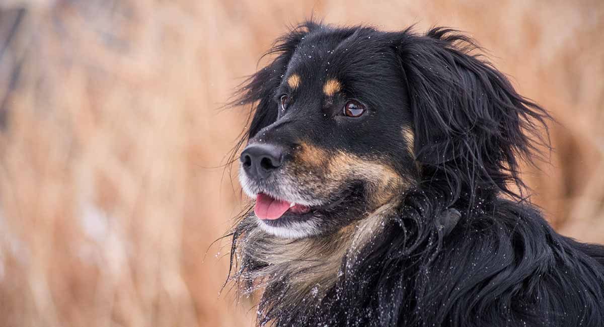 bernese mountain dog malamute mix