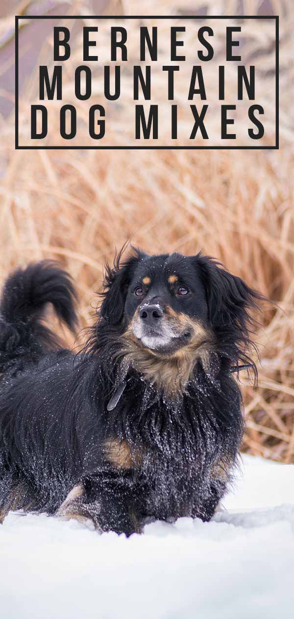 bernese mountain dog mix