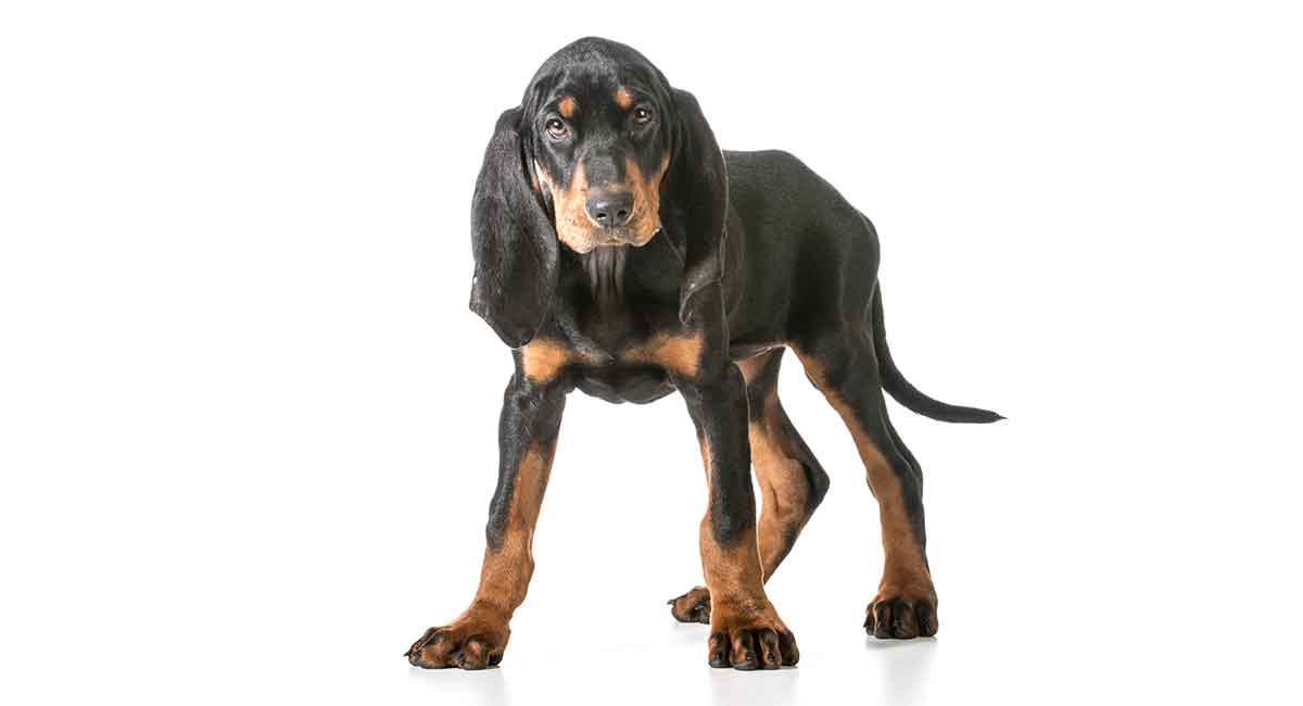 are coonhound aggressive