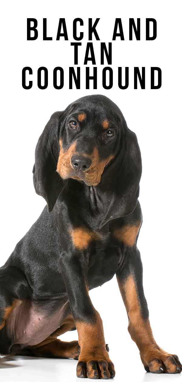 do black and tan coonhounds make good pets