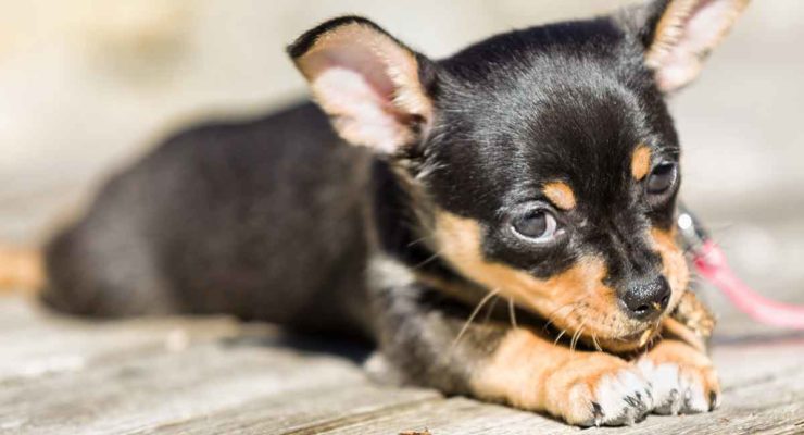 Black And Tan Dog Breeds - The Top Gorgeous Dark Colored Pups