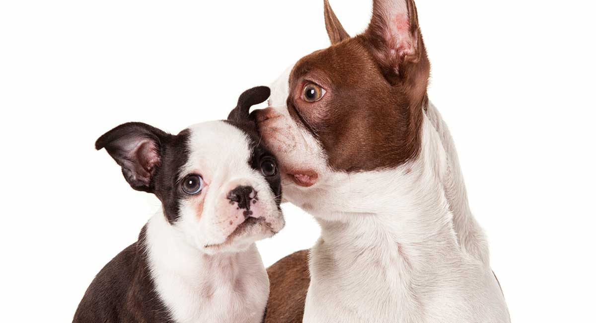 how long does it take for a boston terrier to fully grow