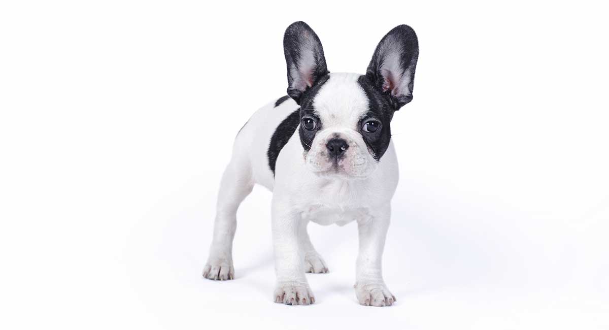 Boston Terrier Colors - Discover More About The Unique Boston Coat