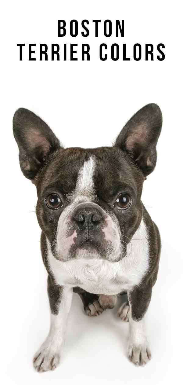 Boston Terrier Colors Chart