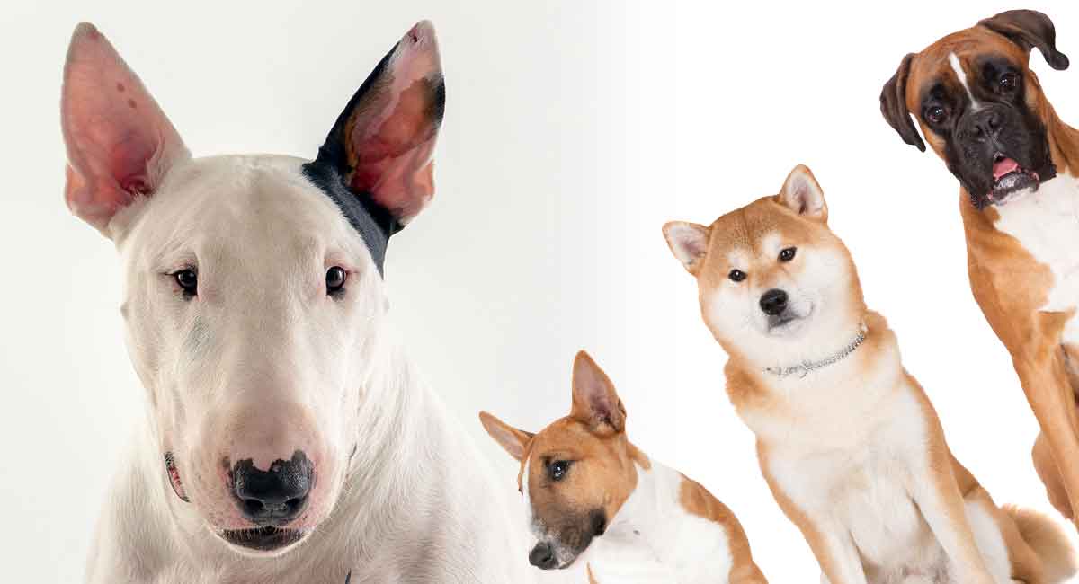 what breeds make up a bull terrier