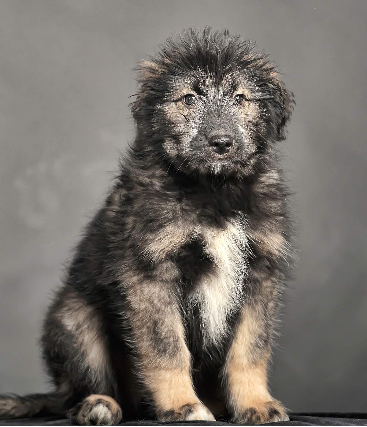 are caucasian ovcharka puppies healthy