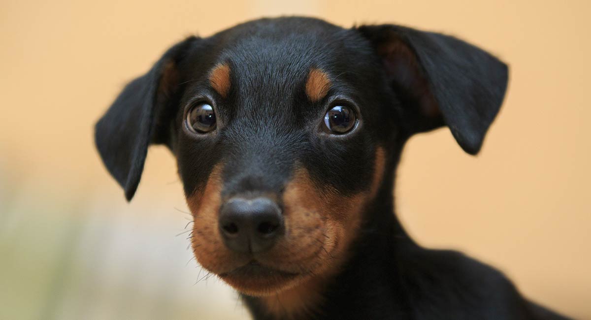 doberman puppies with tails