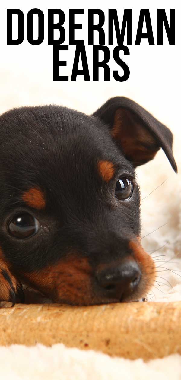 23+ Doberman Pinscher Puppy Cropped Ears