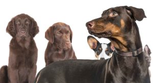 doberman mixes