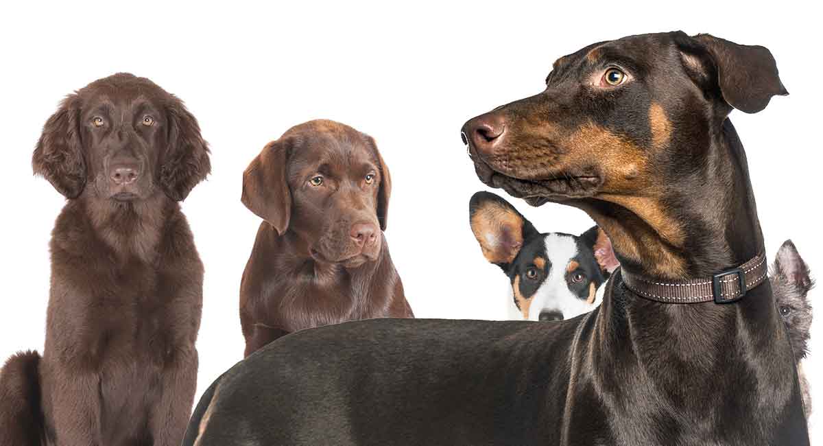 plus skotsk Regnskab Doberman Mixes – Which One Will Appeal to You?