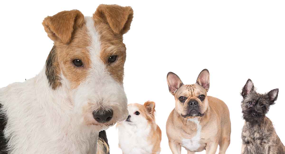 Optimal ært pedicab Fox Terrier Mixes - Which Cross Will Be Your New Best Friend?