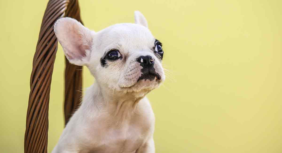 purebred blue french bulldog