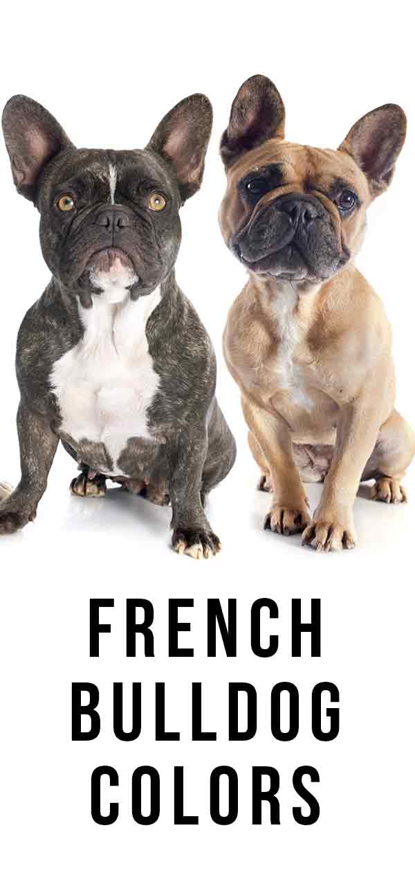 Colores de Bulldog francés
