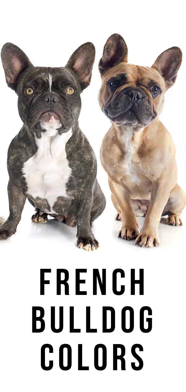 French Bulldog Colors - All The Colors A Frenchie Can Have!