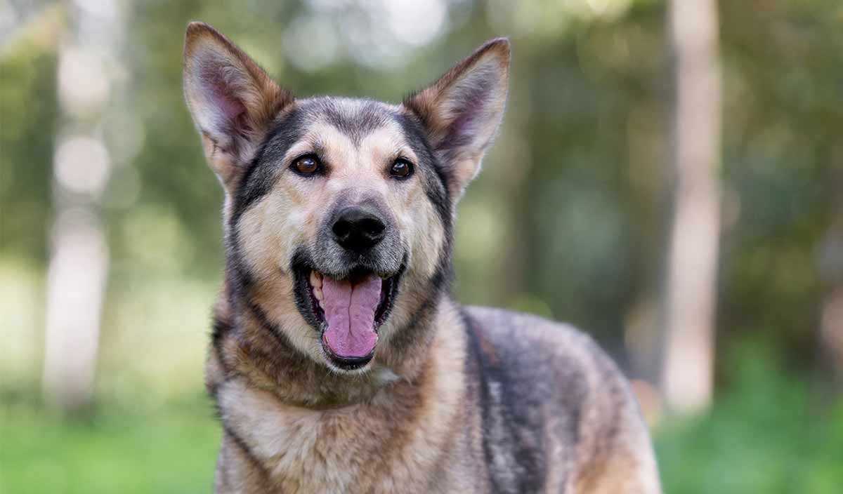 husky and german shepherd